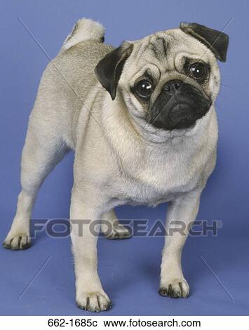 Close-up of a pug View Large Photo Image Stock Image - Close-up of a pug. Fotosearch