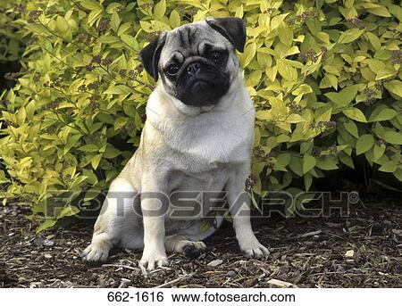 Close-up of a Pug View Large Photo Image Stock Photograph - Close-up of a Pug. Fotosearch