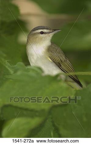 Stock Image - Close-up of a Red-eyed vireo (Vireo olivaceus). Fotosearch