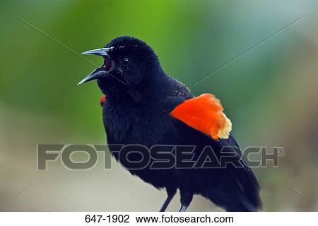 Close-up of a Red-Winged blackbird (Agelaius phoeniceus) chirping View Large Photo Image Stock Image - Close-up of a Red-Winged blackbird (Agelaius phoeniceus) chirping. Fotosearch