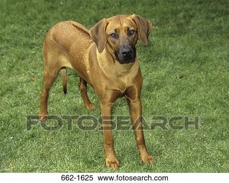Close-up of a Rhodesian Ridgeback standing on grass View Large Photo Image Stock Photography - Close-up of a Rhodesian Ridgeback standing on grass. Fotosearch