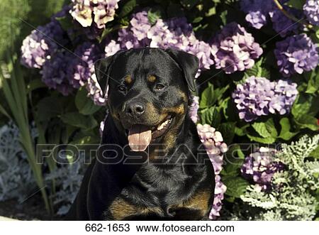 Stock Image - Close-up of a Rottweiler panting. Fotosearch