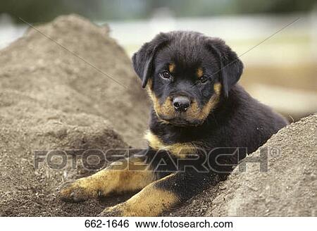 Close-up of a Rottweiler puppy View Large Photo Image Stock Photograph - Close-up of a Rottweiler puppy. Fotosearch