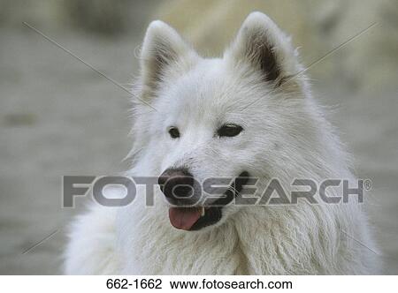 Close-up of a Samoyed View Large Photo Image Stock Image - Close-up of a Samoyed. Fotosearch