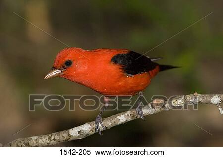 Stock Photography - Close-up of a Scarlet tanager (Piranga olivacea) perching on a branch. Fotosearch