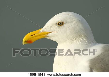 Close-up of a seagull View Large Photo Image Stock Image - Close-up of a seagull. Fotosearch