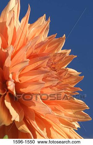 Stock Image - Close-up of a Sherwoods Peach Dahlia flower. Fotosearch