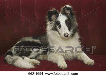 Close-up of a Shetland Sheepdog sitting on a couch View Large Photo Image Picture - Close-up of a Shetland Sheepdog sitting on a couch. Fotosearch