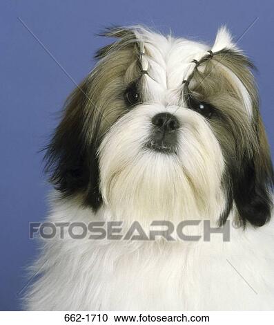 Close-up of a Shih Tzu dog View Large Photo Image Stock Image - Close-up of a Shih Tzu dog. Fotosearch