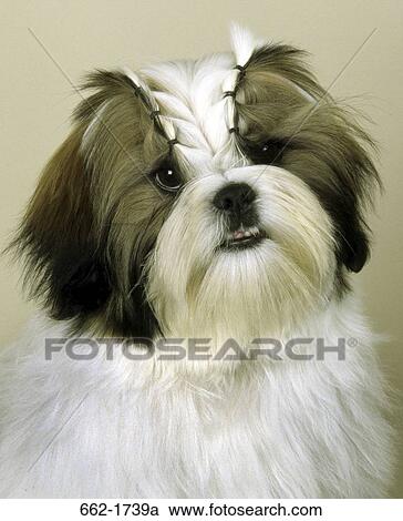 Close-up of a Shih Tzu dog View Large Photo Image Stock Image - Close-up of a Shih Tzu dog. Fotosearch
