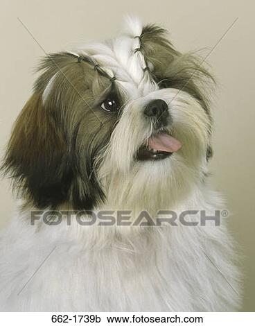 Close-up of a Shih Tzu dog View Large Photo Image Stock Image - Close-up of a Shih Tzu dog. Fotosearch