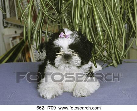 Close-up of a Shih Tzu sitting View Large Photo Image Stock Photo - Close-up of a Shih Tzu sitting. Fotosearch