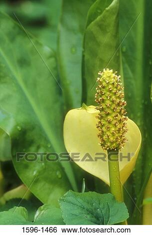 Stock Photograph - Close-up of a Skunk Cabbage plant. Fotosearch