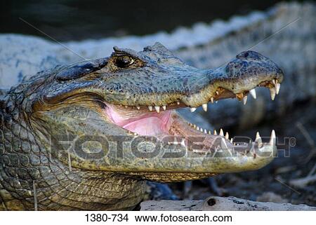 Picture - Close-up of a Spectacled caiman (Caiman crocodilus), Hato Pinero, Llanos, Venezuela. Fotosearch