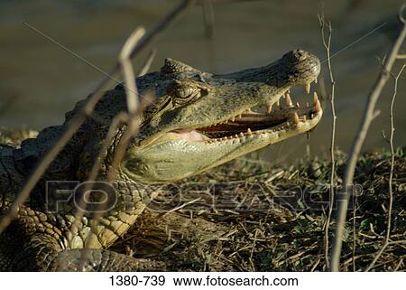 Close-up of a Spectacled caiman (Caiman crocodilus), Hato Pinero, Llanos, Venezuela View Large Photo Image Stock Photo - Close-up of a Spectacled caiman (Caiman crocodilus), Hato Pinero, Llanos, Venezuela. Fotosearch