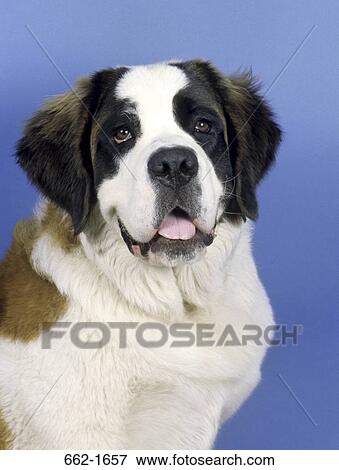 Close-up of a St. Bernard dog View Large Photo Image Stock Photo - Close-up of a St. Bernard dog. Fotosearch