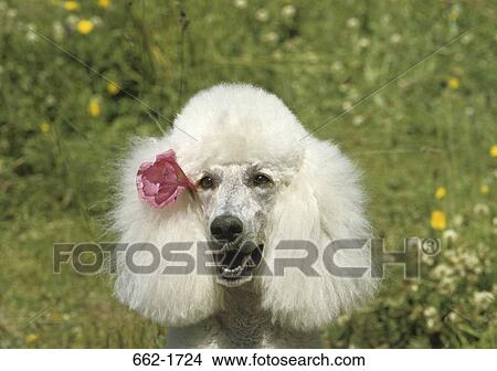 Close-up of a Standard poodle View Large Photo Image Picture - Close-up of a Standard poodle. Fotosearch