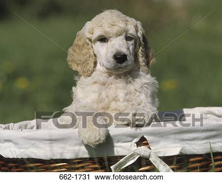 Close-up of a Standard poodle puppy in a basket View Large Photo Image Stock Image - Close-up of a Standard poodle puppy in a basket. Fotosearch