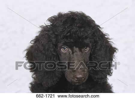 Close-up of a Standard poodle View Large Photo Image Stock Image - Close-up of a Standard poodle. Fotosearch