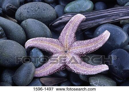 Close-up of a starfish on pebbles, Rialto Beach, Olympic National Park, Washington State, USA View Large Photo Image Stock Photo - Close-up of a starfish on pebbles, Rialto Beach, Olympic National Park, Washington State, USA. Fotosearch