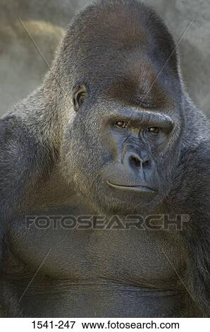 Stock Photo - Close-up of a Western Lowland gorilla (Gorilla gorilla gorilla). Fotosearch