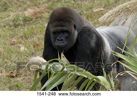 Close-up of a Western Lowland gorilla (Gorilla gorilla gorilla) View Large Photo Image Stock Photo - Close-up of a Western Lowland gorilla (Gorilla gorilla gorilla). Fotosearch