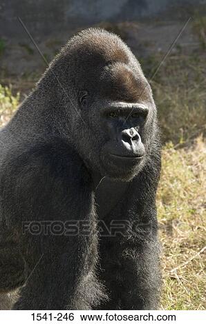 Close-up of a Western Lowland gorilla (Gorilla gorilla gorilla) View Large Photo Image Stock Photograph - Close-up of a Western Lowland gorilla (Gorilla gorilla gorilla). Fotosearch