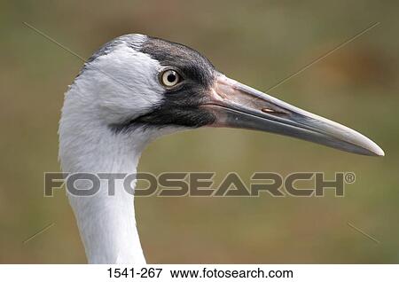 Close-up of a Whooping crane (Grus americana) View Large Photo Image Stock Photo - Close-up of a Whooping crane (Grus americana). Fotosearch