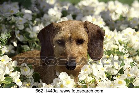 Close-up of a Wire Haired Dachshund dog sitting among white flowers View Large Photo Image Stock Image - Close-up of a Wire Haired Dachshund dog sitting among white flowers. Fotosearch
