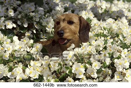 Stock Image - Close-up of a Wire Haired Dachshund dog sitting among flowers. Fotosearch