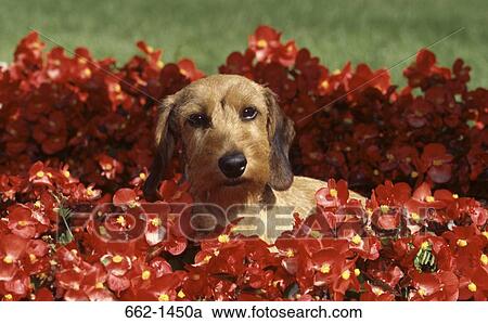 Close-up of a Wire Haired Dachshund dog sitting among flowers View Large Photo Image Stock Image - Close-up of a Wire Haired Dachshund dog sitting among flowers. Fotosearch