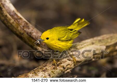Close-up of a Yellow warbler (Dendroica petechia) perching on a branch of tree View Large Photo Image Stock Image - Close-up of a Yellow warbler (Dendroica petechia) perching on a branch of tree. Fotosearch