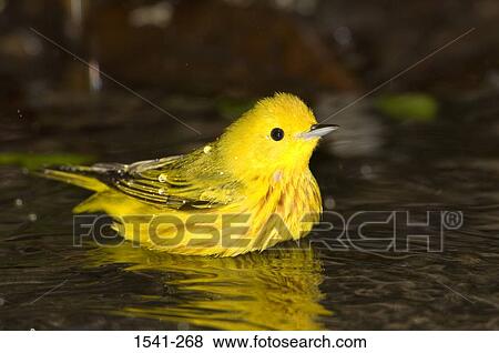 Close-up of a Yellow warbler (Dendroica petechia) swimming in a lake View Large Photo Image Stock Photo - Close-up of a Yellow warbler (Dendroica petechia) swimming in a lake. Fotosearch