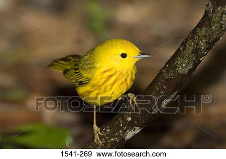 Close-up of a Yellow warbler (Dendroica petechia) perching on a branch of tree View Large Photo Image Stock Photo - Close-up of a Yellow warbler (Dendroica petechia) perching on a branch of tree. Fotosearch
