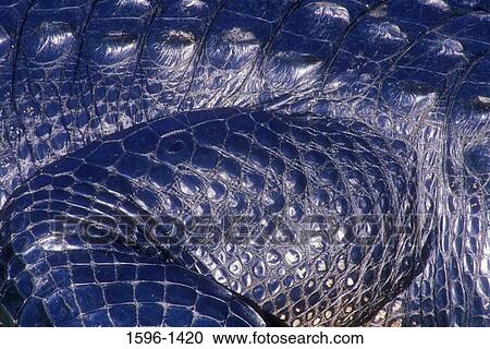 Stock Image - Close-up of an alligator, Shark Valley, Everglades National Park, Florida, USA. Fotosearch