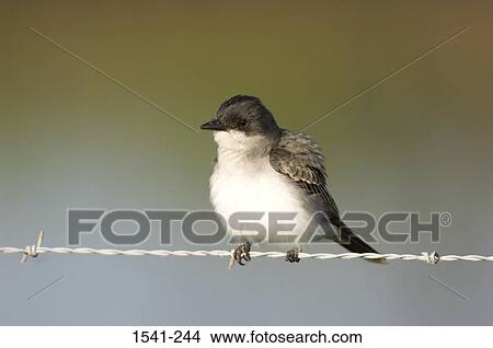 Close-up of an Eastern kingbird (Tyrannus tyrannus) perching on a barbed wire View Large Photo Image Picture - Close-up of an Eastern kingbird (Tyrannus tyrannus) perching on a barbed wire. Fotosearch