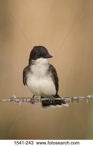Close-up of an Eastern kingbird (Tyrannus tyrannus) perching on a barbed wire View Large Photo Image Stock Image - Close-up of an Eastern kingbird (Tyrannus tyrannus) perching on a barbed wire. Fotosearch