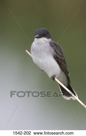 Stock Image - Close-up of an Eastern kingbird (Tyrannus tyrannus) perching on a straw. Fotosearch