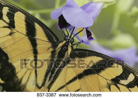 Close-up of an Eastern Tiger Swallowtail butterfly (Papilio glaucus) View Large Photo Image Stock Photo - Close-up of an Eastern Tiger Swallowtail butterfly (Papilio glaucus). Fotosearch