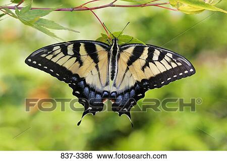 Close-up of an Eastern Tiger Swallowtail butterfly (Papilio glaucus) View Large Photo Image Stock Photograph - Close-up of an Eastern Tiger Swallowtail butterfly (Papilio glaucus). Fotosearch
