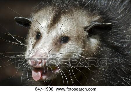 Close-up of an opossum View Large Photo Image Stock Photo - Close-up of an opossum. Fotosearch
