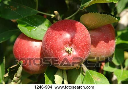 Close-up of apples View Large Photo Image Picture - Close-up of apples. Fotosearch