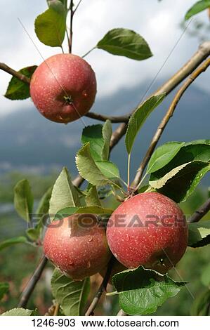 Close-up of apples View Large Photo Image Stock Image - Close-up of apples. Fotosearch