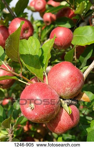 Close-up of apples View Large Photo Image Stock Photography - Close-up of apples. Fotosearch