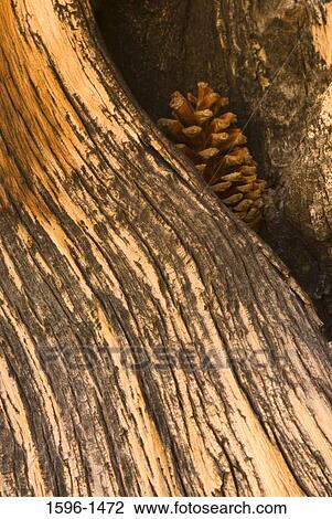 Close-up of bark of a Bristlecone pine tree View Large Photo Image Stock Image - Close-up of bark of a Bristlecone pine tree. Fotosearch