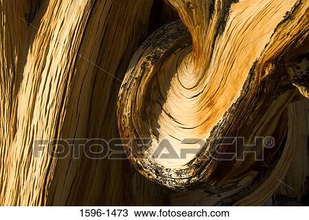 Close-up of bark of a Bristlecone pine tree View Large Photo Image Stock Image - Close-up of bark of a Bristlecone pine tree. Fotosearch