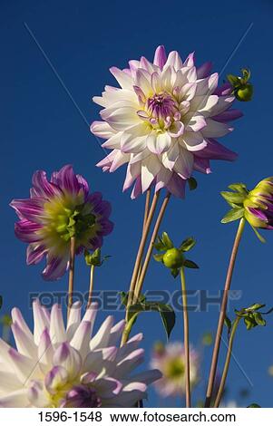 Stock Photo - Close-up of Dahlia flowers. Fotosearch