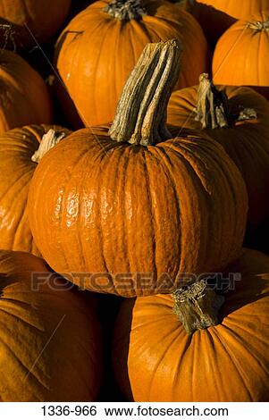Close-up of harvested pumpkins View Large Photo Image Stock Photograph - Close-up of harvested pumpkins. Fotosearch