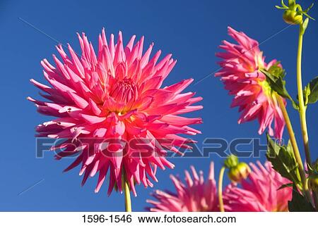 Close-up of Jennifer Lynn Dahlia flowers View Large Photo Image Stock Photograph - Close-up of Jennifer Lynn Dahlia flowers. Fotosearch