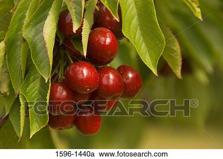 Stock Image - Close-up of Lambert cherries hanging on a tree. Fotosearch